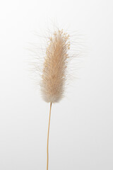 Macro of rabbit tail or oval lagurium plant