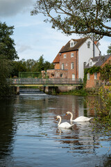 łabędzie w stawie © Mariusz