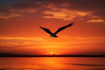 Fototapeta na wymiar Eagle flying on the sunset time. 