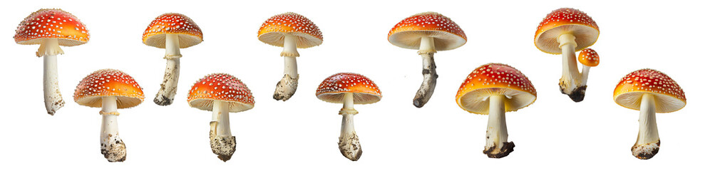 Amanita Muscaria  Mushrooms ( Fly Agaric ) collection isolated on transparent background. - obrazy, fototapety, plakaty