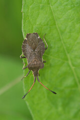 Natural closeup on a boat shield bug, Enoplops scapha, warming up on a green leaf