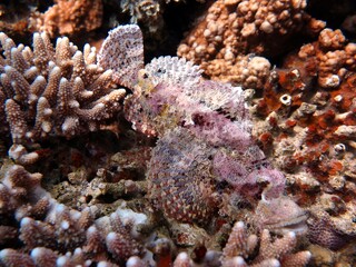 red sea fish and moray eel