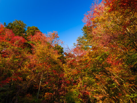 紅葉した山の木の葉 秋 © Akio Mic