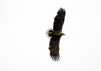 A white-tailed eagle in natural conditions hunts for fish on a sunny autumn day on the river