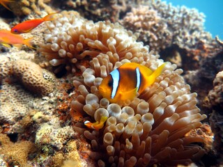 Fototapeta na wymiar red sea clown fish