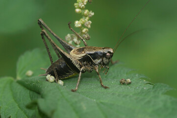 Closeup on an mature Dark-bush cricket, Pholidoptera griseoaptera in the garden