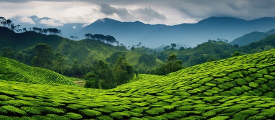 Tea farms or estates where tea is cultivated