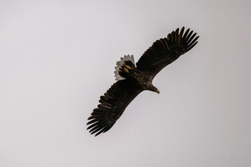 A white-tailed eagle in natural conditions hunts for fish on a sunny autumn day on the river