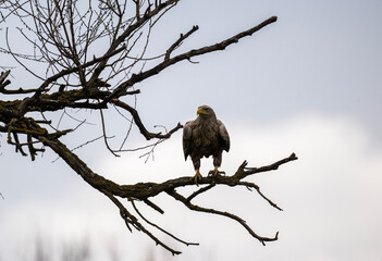 A white-tailed eagle in natural conditions hunts for fish on a sunny autumn day on the river