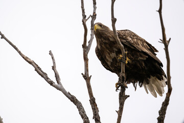 A white-tailed eagle in natural conditions hunts for fish on a sunny autumn day on the river