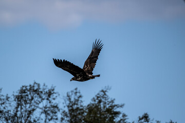 A white-tailed eagle in natural conditions hunts for fish on a sunny autumn day on the river