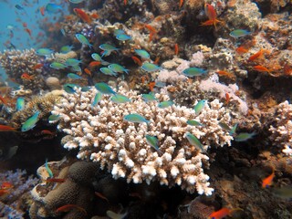 red sea fish and coral reef