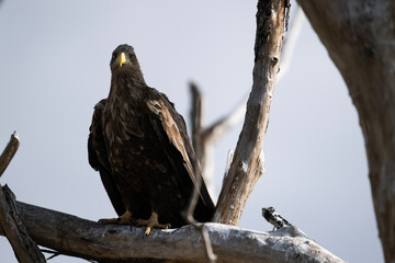 A white-tailed eagle in natural conditions hunts for fish on a sunny autumn day on the river