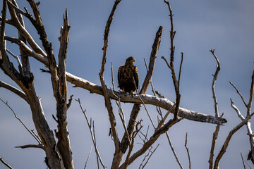 A white-tailed eagle in natural conditions hunts for fish on a sunny autumn day on the river