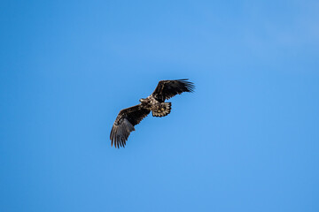A white-tailed eagle in natural conditions hunts for fish on a sunny autumn day on the river
