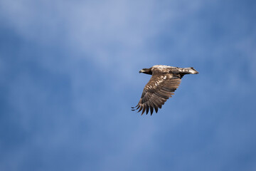 A white-tailed eagle in natural conditions hunts for fish on a sunny autumn day on the river