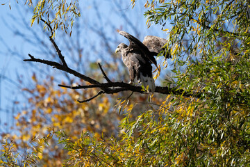 A white-tailed eagle in natural conditions hunts for fish on a sunny autumn day on the river