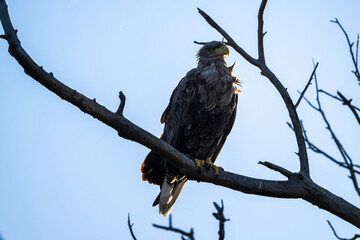 A white-tailed eagle in natural conditions hunts for fish on a sunny autumn day on the river