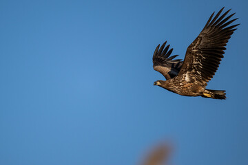A white-tailed eagle in natural conditions hunts for fish on a sunny autumn day on the river