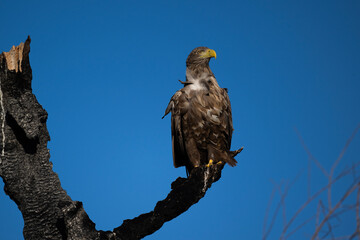 A white-tailed eagle in natural conditions hunts for fish on a sunny autumn day on the river