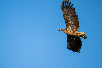white-tailed eagle flies in the sky with its wings spread on a sunny autumn day over the river