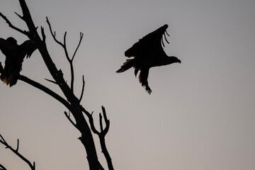 white-tailed eagle swoops over the water and catches fish on a sunny autumn day on the river