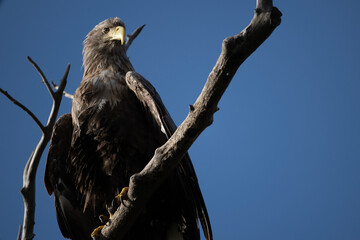 a white-tailed eagle sitting on a tree branch spreading its wings on a sunny autumn day