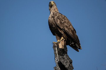 a white-tailed eagle sitting on a tree branch spreading its wings on a sunny autumn day