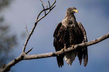 a white-tailed eagle sitting on a tree branch spreading its wings on a sunny autumn day