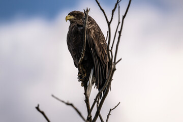 a white-tailed eagle sitting on a tree branch spreading its wings on a sunny autumn day