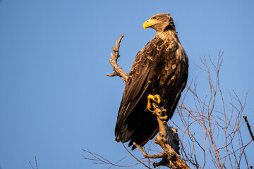 a white-tailed eagle sitting on a tree branch spreading its wings on a sunny autumn day