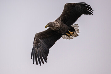 white-tailed eagle flies in the sky with its wings spread on a sunny autumn day over the river