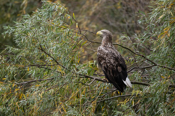 a white-tailed eagle sitting on a tree branch spreading its wings on a sunny autumn day