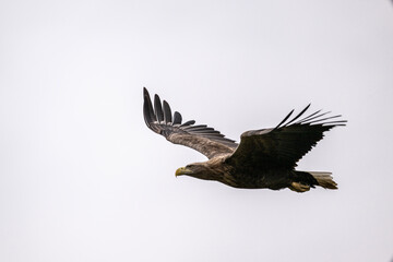 white-tailed eagle flies in the sky with its wings spread on a sunny autumn day over the river