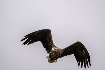 white-tailed eagle flies in the sky with its wings spread on a sunny autumn day over the river