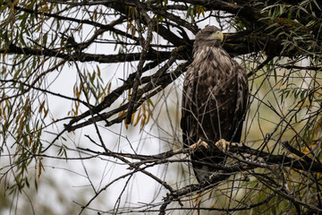 a white-tailed eagle sitting on a tree branch spreading its wings on a sunny autumn day