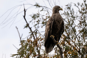 a white-tailed eagle sitting on a tree branch spreading its wings on a sunny autumn day