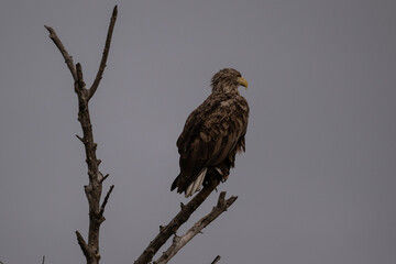 a white-tailed eagle sitting on a tree branch spreading its wings on a sunny autumn day