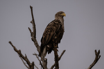 a white-tailed eagle sitting on a tree branch spreading its wings on a sunny autumn day