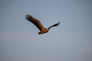 white-tailed eagle flies in the sky with its wings spread on a sunny autumn day over the river