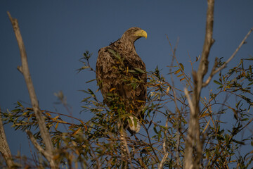 a white-tailed eagle sitting on a tree branch spreading its wings on a sunny autumn day