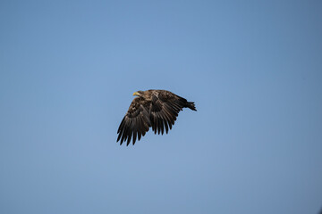 white-tailed eagle flies in the sky with its wings spread on a sunny autumn day over the river