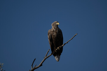 a white-tailed eagle sitting on a tree branch spreading its wings on a sunny autumn day