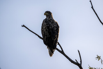 a white-tailed eagle sitting on a tree branch spreading its wings on a sunny autumn day
