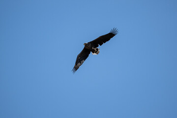 white-tailed eagle flies in the sky with its wings spread on a sunny autumn day over the river