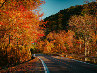 Fototapeta premium Beautiful landscape of red maple leaves in a forest near the driving road in autumn, Mt.Ishizuchi in Ehime Prefecture in Japan, High resolution over 50MP