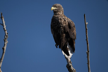 a white-tailed eagle sitting on a tree branch spreading its wings on a sunny autumn day