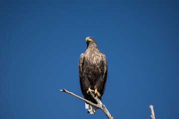a white-tailed eagle sitting on a tree branch spreading its wings on a sunny autumn day