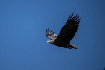 white-tailed eagle flies in the sky with its wings spread on a sunny autumn day over the river