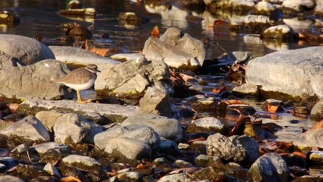 イカルチドリ　河辺で辺りを覗うイカルチドリのメス、その側を野鳥が飛び、それに驚く様子